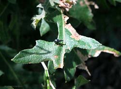 Piccolo Apionidae dal corpo piriforme