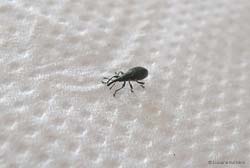 Coleottero Apionidae