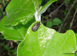 Aneurus sp.