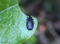 Aneurus sp.
