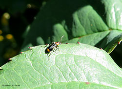 Piccolo malachius sp.