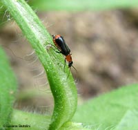 Attalus minimus