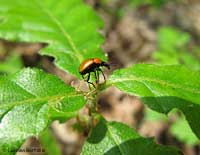 Attelabus nitens