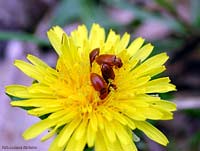 Coleottero Byturidae