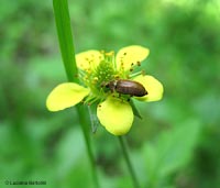 Byturidae