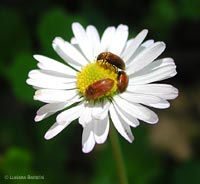 Byturidae su margherita