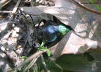 Calosoma sychophanta