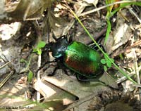 Calosoma sychophanta