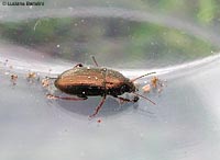 Amara aenea ?