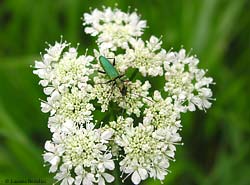 Chrysanthia viridissima