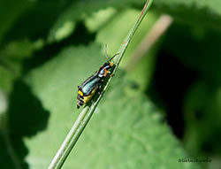 Clanoptilus elegans