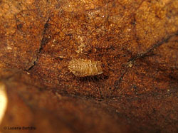larva dermestide capovolta