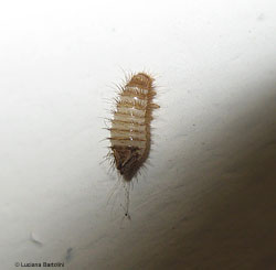 larva dermestidae