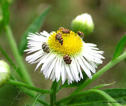 coleotteri dermestidi su fiore di margherita
