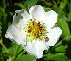 coleotteri dermestidi su fiore di cisto bianco