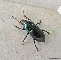 Harpalus sp.