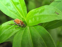 Hoplia argentea