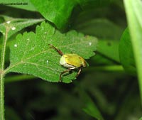 Hoplia argentea