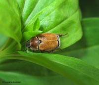 Hoplia argentea