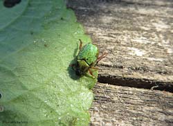 Hoplia argentea