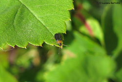 Hypebaeus flavicollis