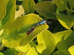 malachius sp.