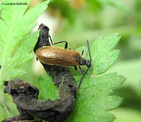 Lagria hirta