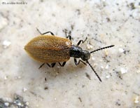 Lagria hirta