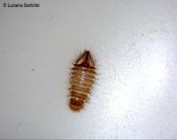 larva di dermestide