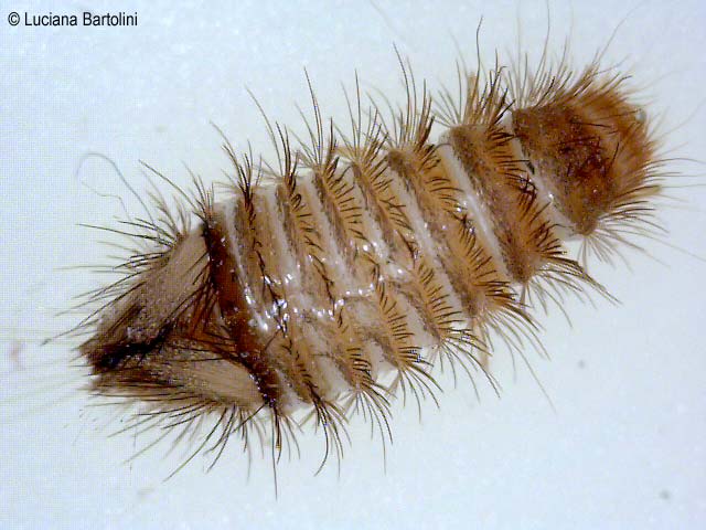 Pulci! pestforum Pulce nera
