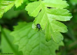 Lasiorhynchites sp.