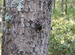 Lucanus cervus maschio