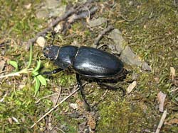 Lucanus cervus