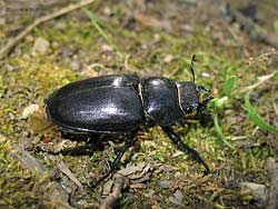 Lucanus cervo femmina
