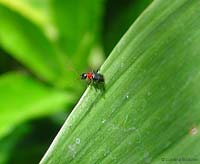 Malachiidae attalus sp.