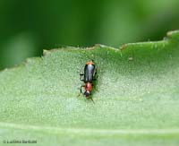 Malachiidae attalus sp.