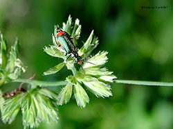 malachius sp.