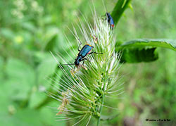 malachius sp.