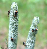 Axinotarsus ruficollis