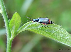 malachius sp.
