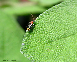 Piccolo malachius sp.