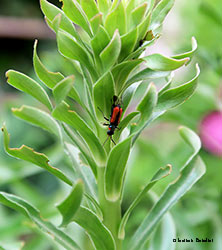 malachius sp.