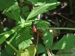 malachius sp.