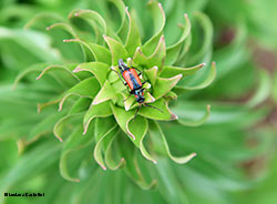 malachius sp.