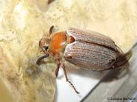 Melolontha melolontha