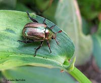 Coleottero Rutelidae Mimela junii