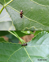 Notoxus brachycerus