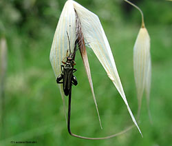 Oedemera flavipes