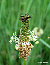 Oedemera nobilis