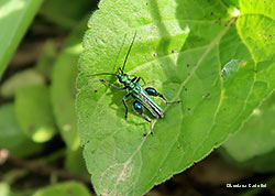 Oedemera nobilis